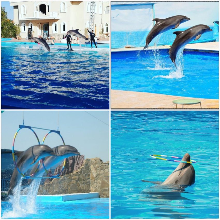 Посетить Дельфинарий в Шарм-эль-Шейхе